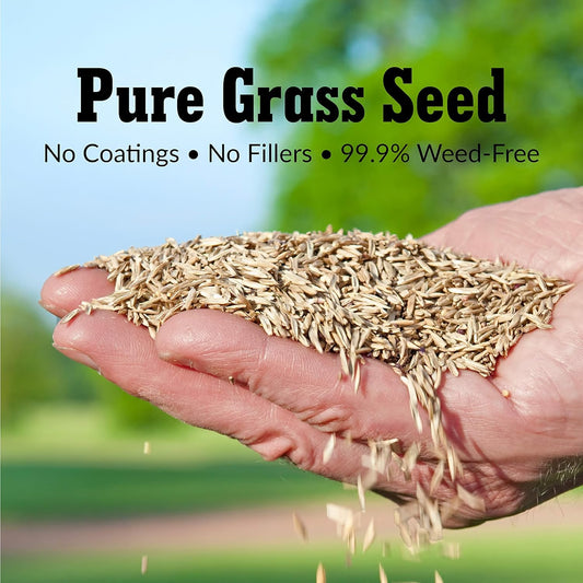 All Seasons Evergreen Dwarf Grass Seeds 200gm-(Buy1Get1 Free)