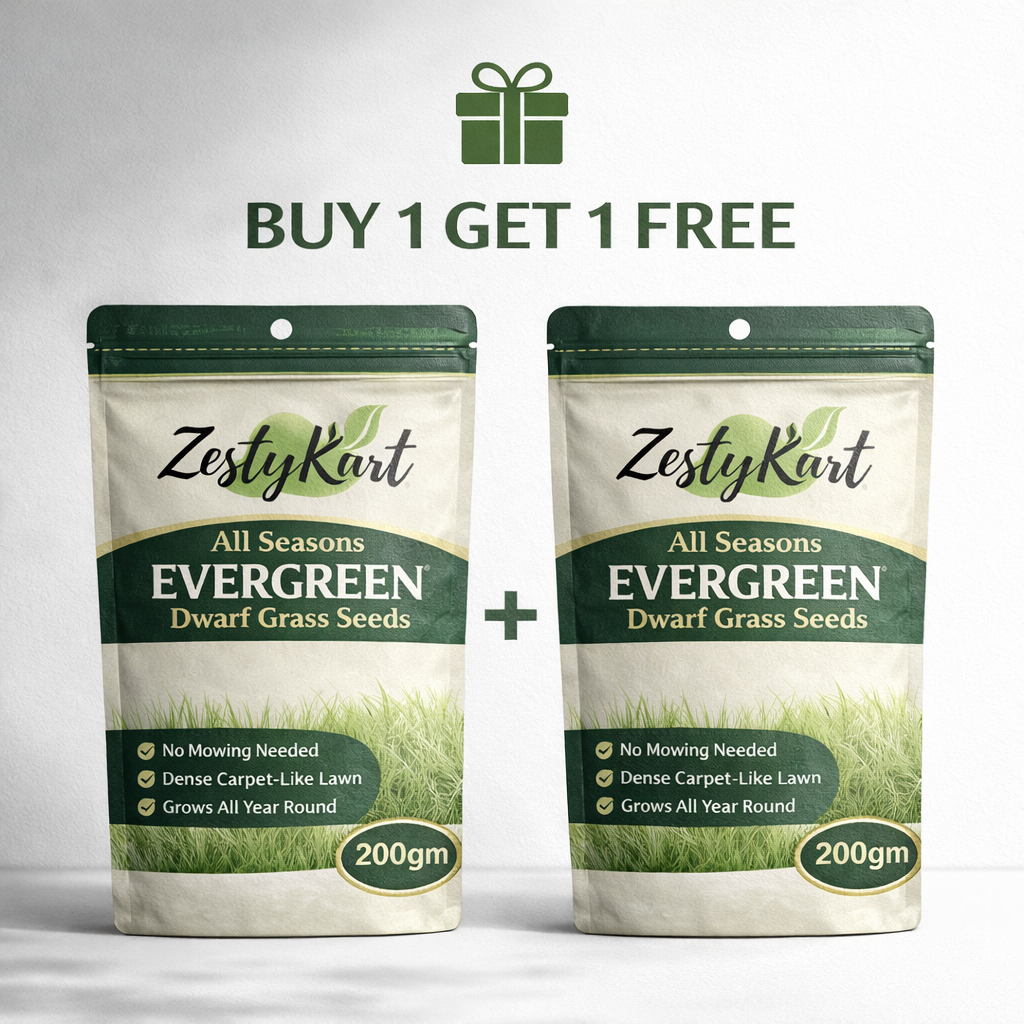 All Seasons Evergreen Dwarf Grass Seeds 200gm-(Buy1Get1 Free)
