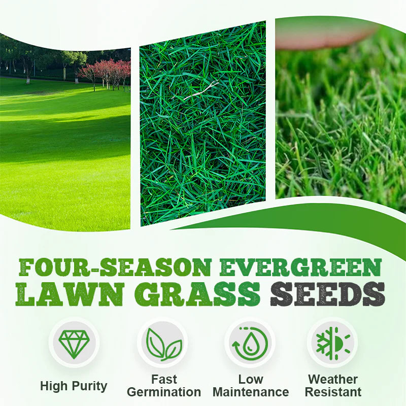 All Seasons Evergreen Dwarf Grass Seeds 200gm-(Buy1Get1 Free)