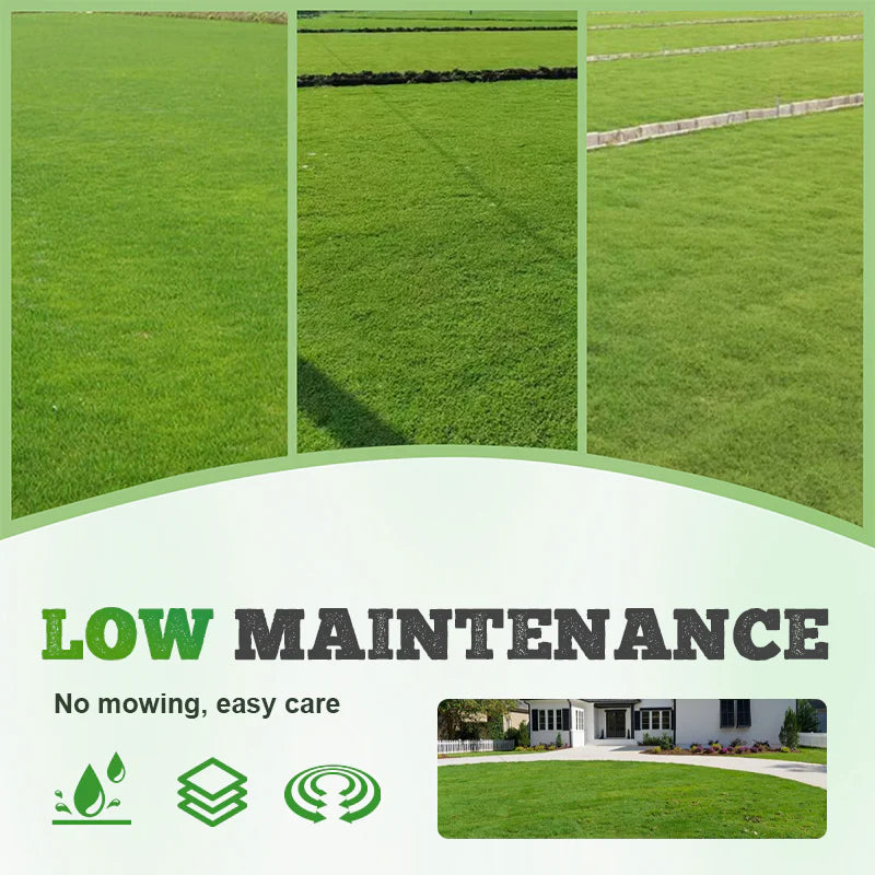 All Seasons Evergreen Dwarf Grass Seeds 200gm-(Buy1Get1 Free)